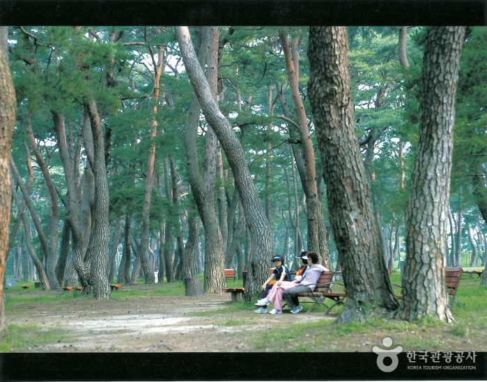Hadong Wild Tea Cultural Festival (하동 야생차문화축제)