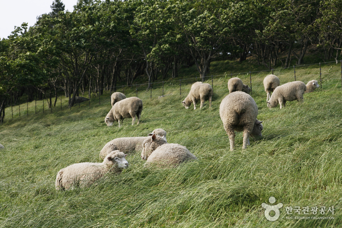 Daegwallyeong Sheep Farm (대관령 양떼목장)