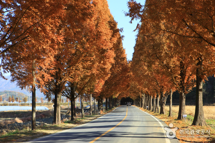 metasequoia road metasequoia road