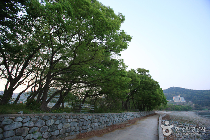 Mulgeon Windbreak Forest (남해 물건리 방조어부림)