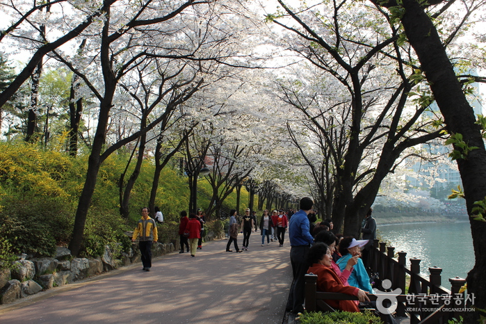 Фестиваль цветения вишни на озере Сокчхон (석촌호수 벚꽃축제)