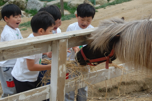 Daegwallyeong Donkey Ranch Don Quixote (대관령당나귀목장 돈키호테)