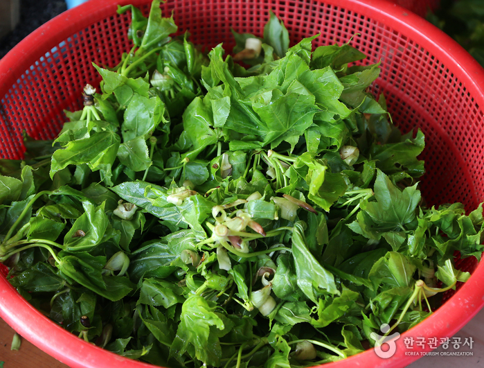 삼척 하장 두타산 산나물축제 20190