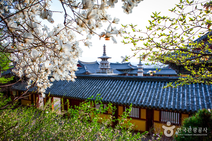Templo Bulguksa en Gyeongju (경주 불국사) [Patrimonio Cultural de la Humanidad de la Unesco]