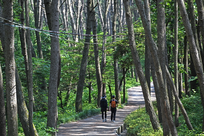没云台松林散步路