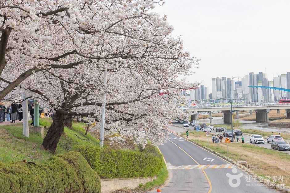 무심천 벚꽃 거리