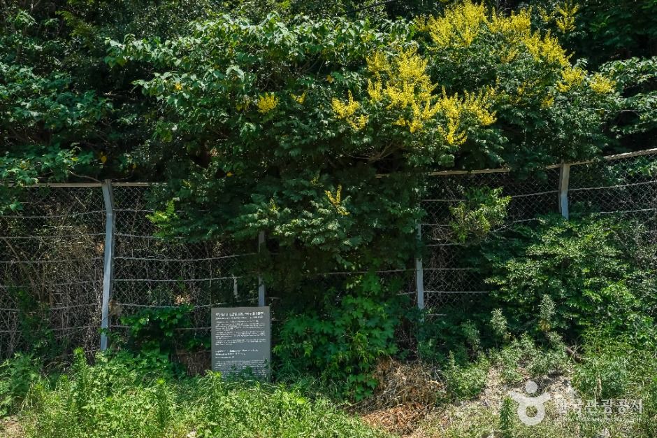 포항 발산리 모감주나무와 병아리꽃나무 군락