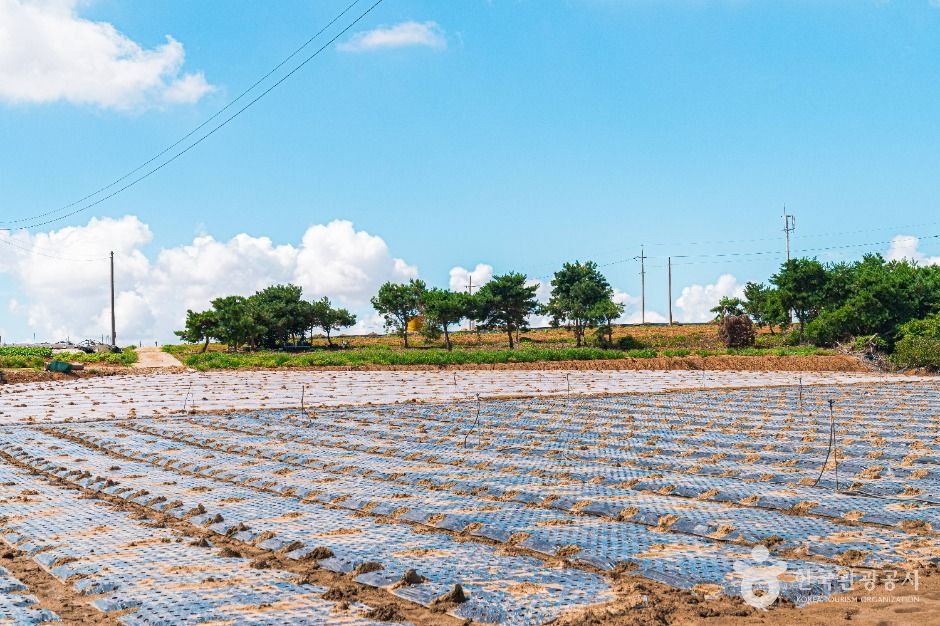 무안 감풀마을 [농촌전통테마]