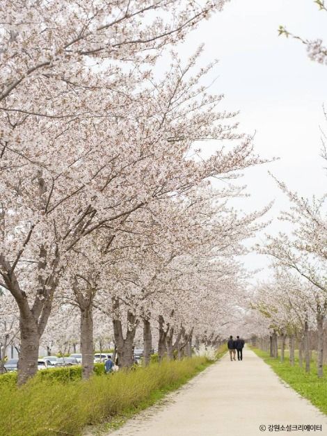 강릉_경포생태저류지 (4)