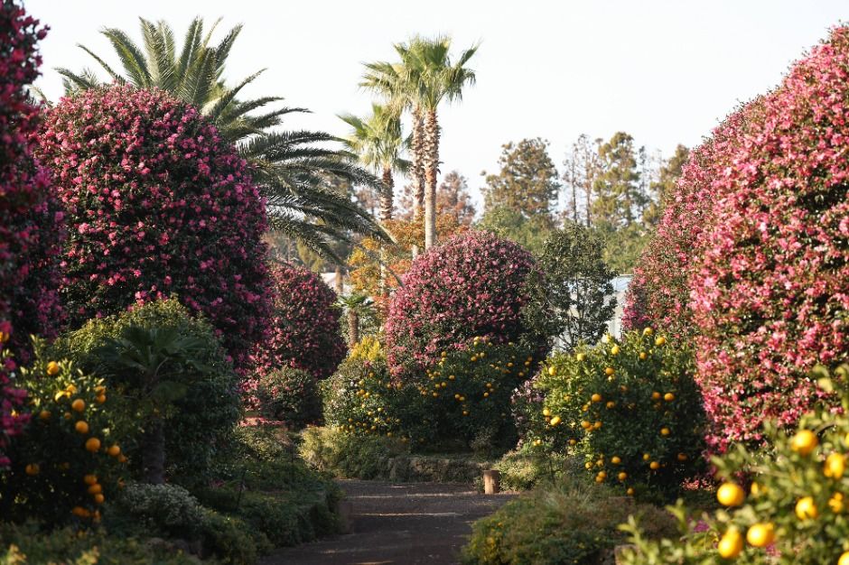 제주동백수목원