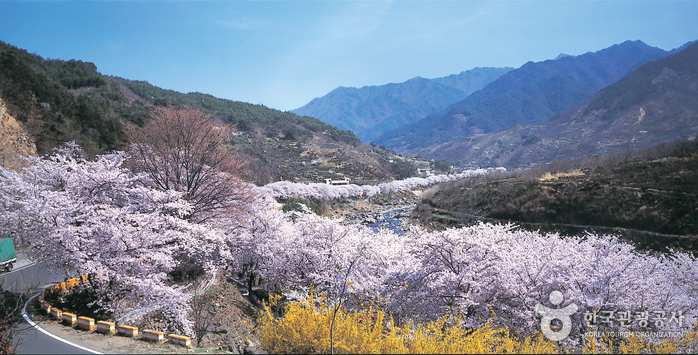Hadong Wild Tea Cultural Festival (하동 야생차문화축제)