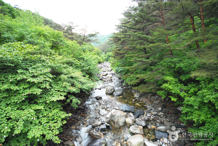 Bosque Recreativo Nacional del Monte Gariwangsan (국립 가리왕산자연휴양림)