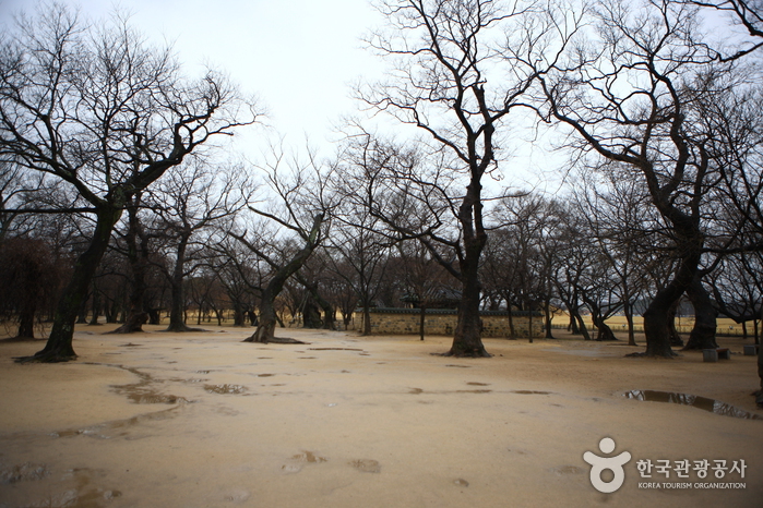 Gyerim Forest (계림)
