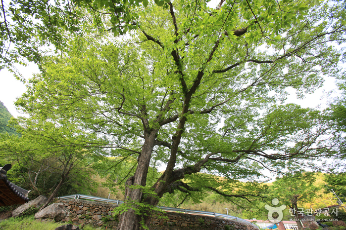 하동 범왕리 푸조나무