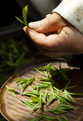 Hadong Wild Tea Cultural Festival (하동 야생차문화축제)