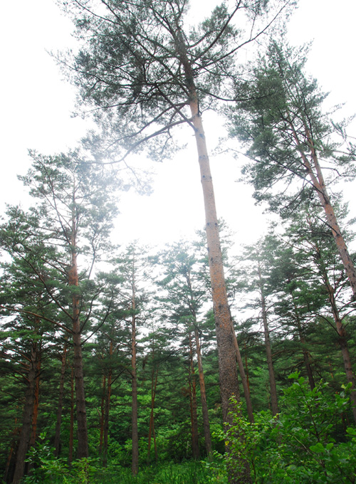 Uljin Geumgang Pine Trail (울진 금강소나무 숲길)
