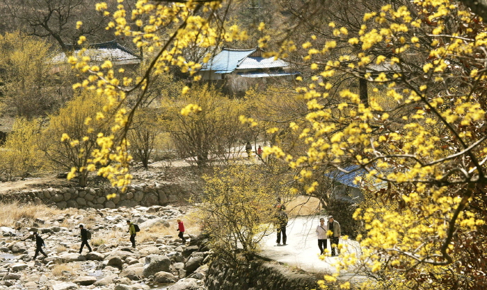 구례산수유꽃축제 2018 사진8