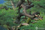 보은 서원리 소나무 (4)