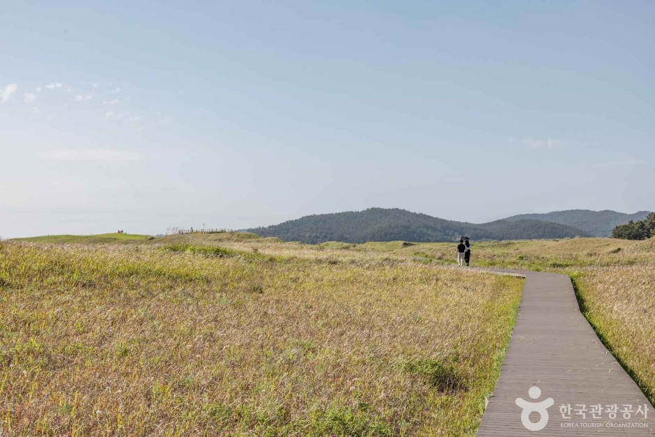 신두사구 쉼터공원(신두사구 생태공원)