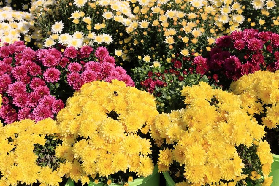 Iksan Ten Million Chrysanthemum Festival (익산천만송이국화축제)