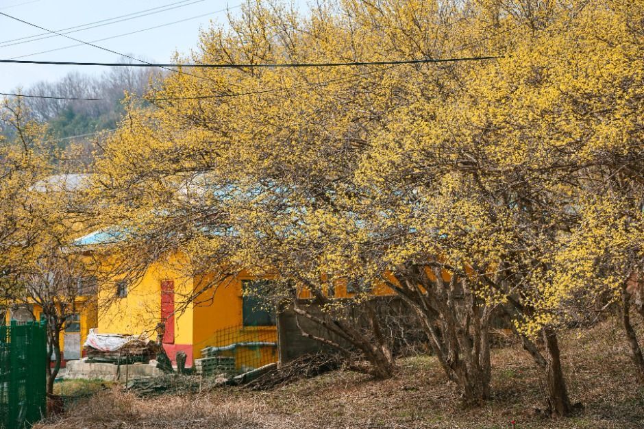 양평산수유한우축제