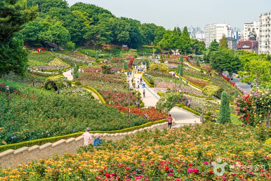 백만송이장미원