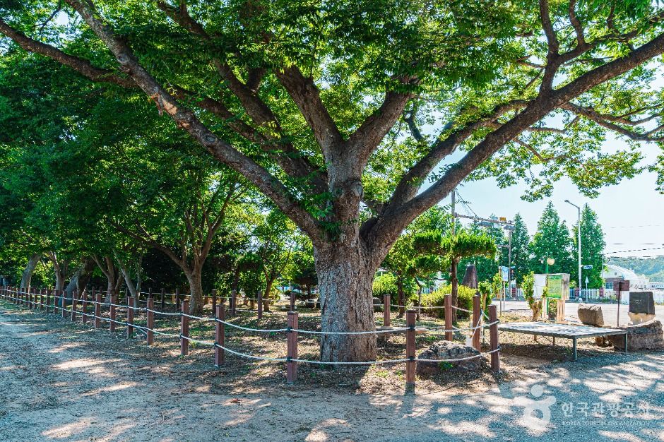 무안 청천리 팽나무와 개서어나무 숲