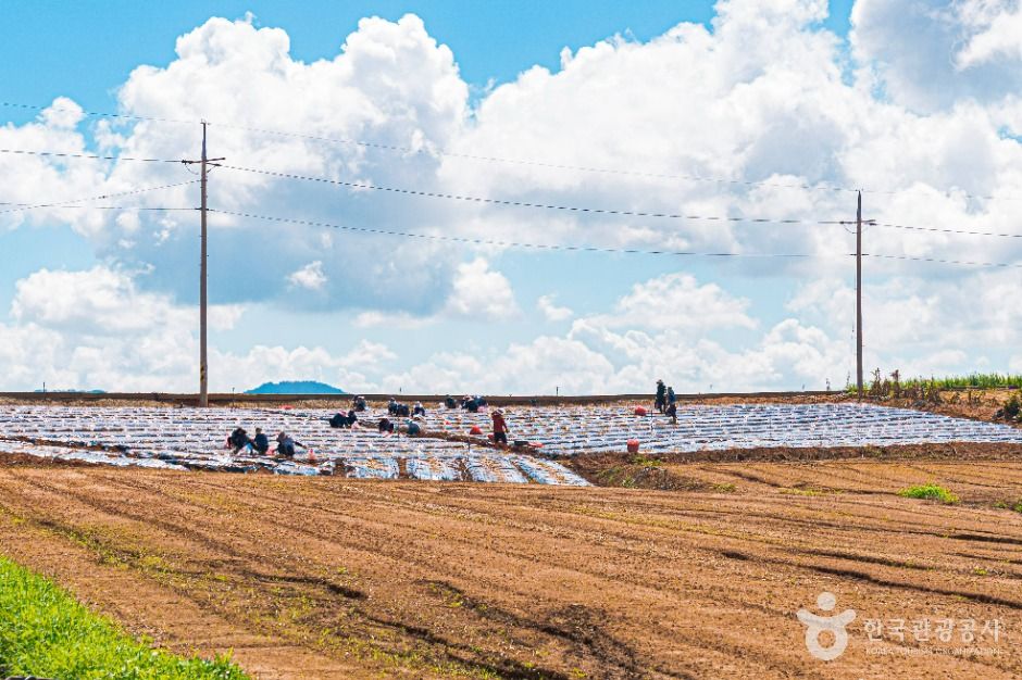 무안 감풀마을 [농촌전통테마]