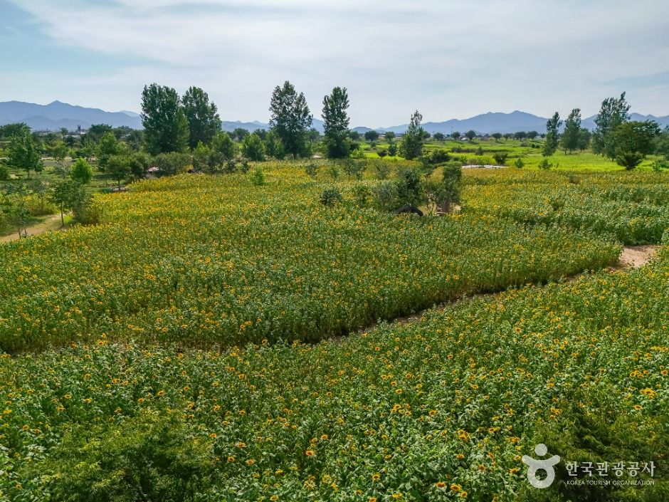 thumbnail-대산플라워랜드-3