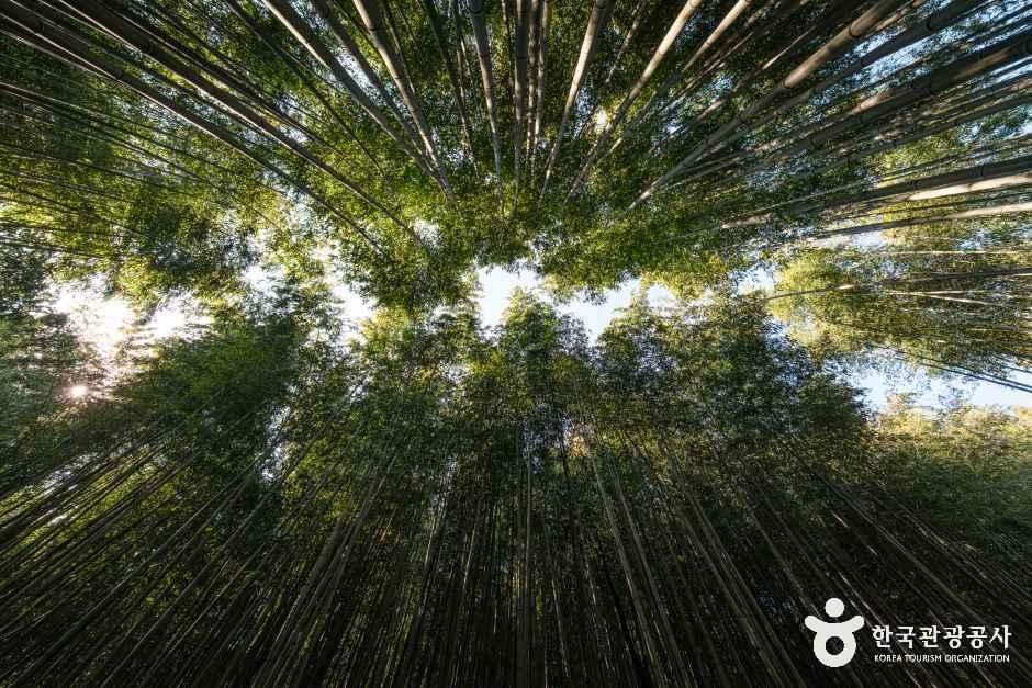 thumbnail-죽녹원-14