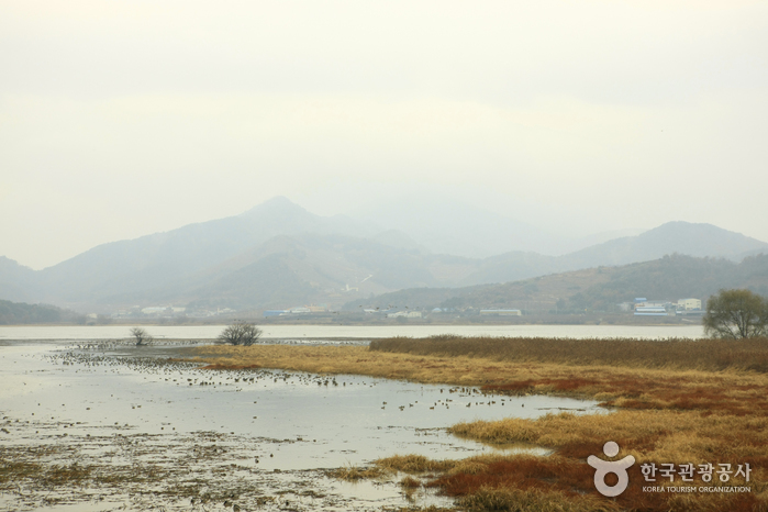 Junam Reservoir (주남저수지)