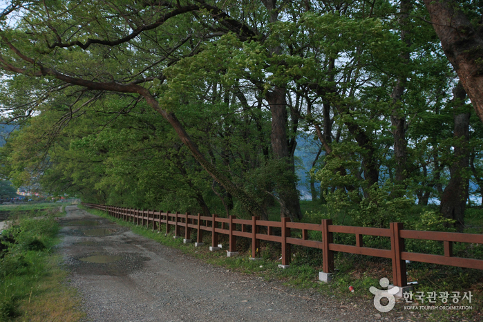 Mulgeon Windbreak Forest (남해 물건리 방조어부림)
