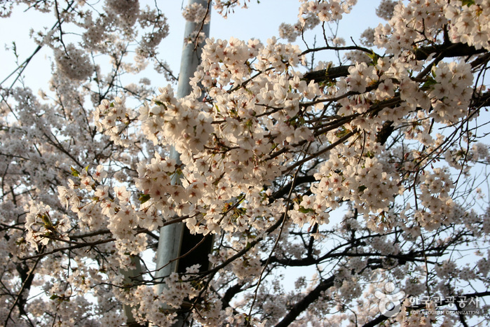 永登浦汝矣島春の花祭り（영등포 여의도 봄꽃축제）