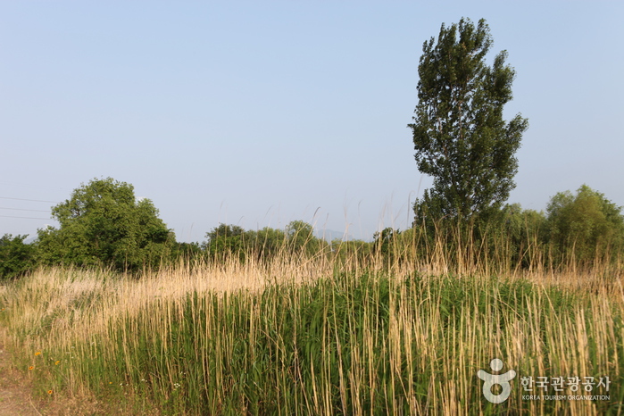 Dalseong Marsh (대구 달성습지)