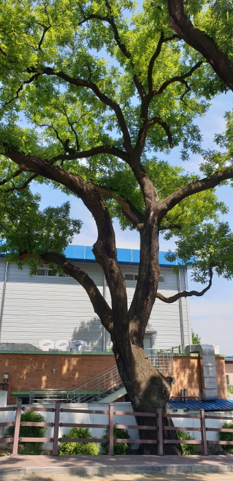 구미 동부리 회화나무