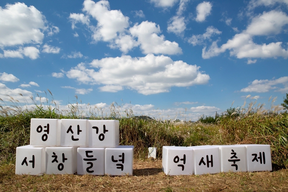 Festival des roseaux 'oksae' à Gwangju (광주 서창 억새축제)