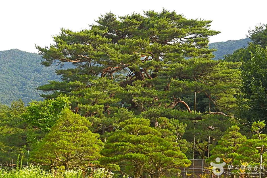 보은 서원리 소나무