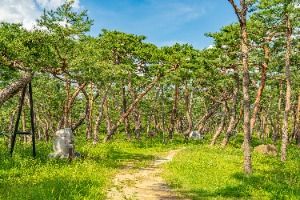 공주_고마나루 (1)