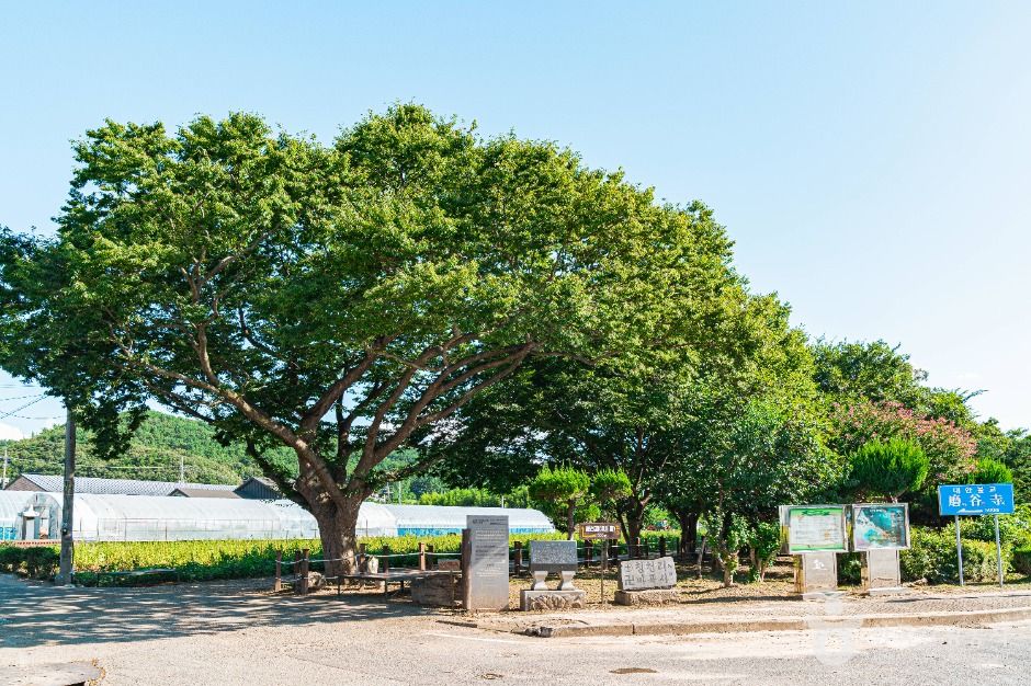 무안 청천리 팽나무와 개서어나무 숲