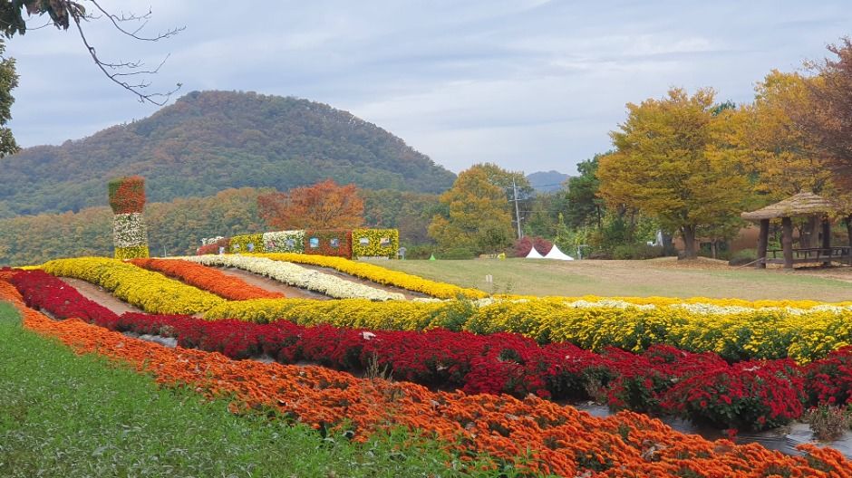 연천 국화축제