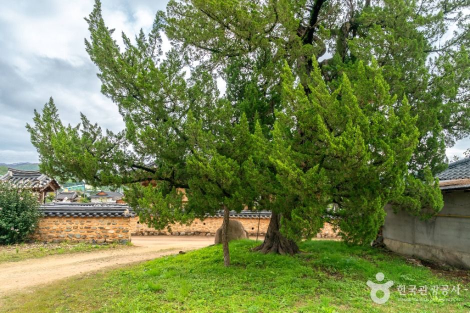 의성 사촌리 향나무