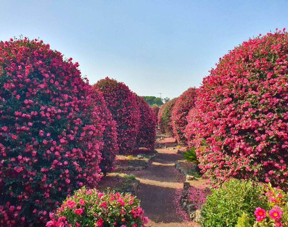 제주동백수목원