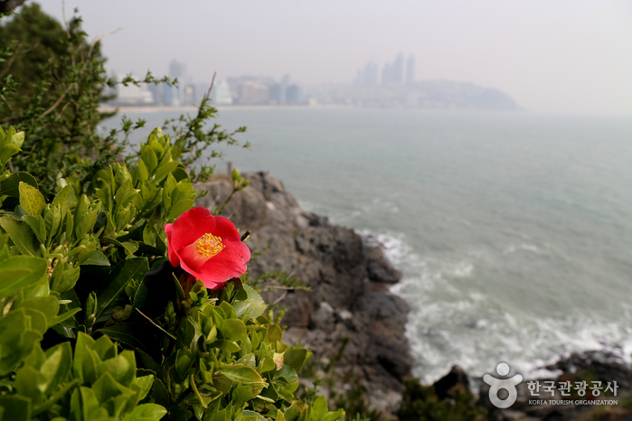 동백꽃과 해운대