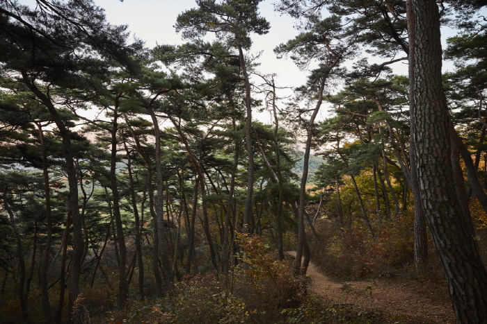 한국문화정보원_마곡사천연송림욕장 15