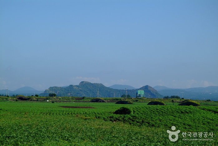 [제주올레 10코스] 화순-모슬포 올레4