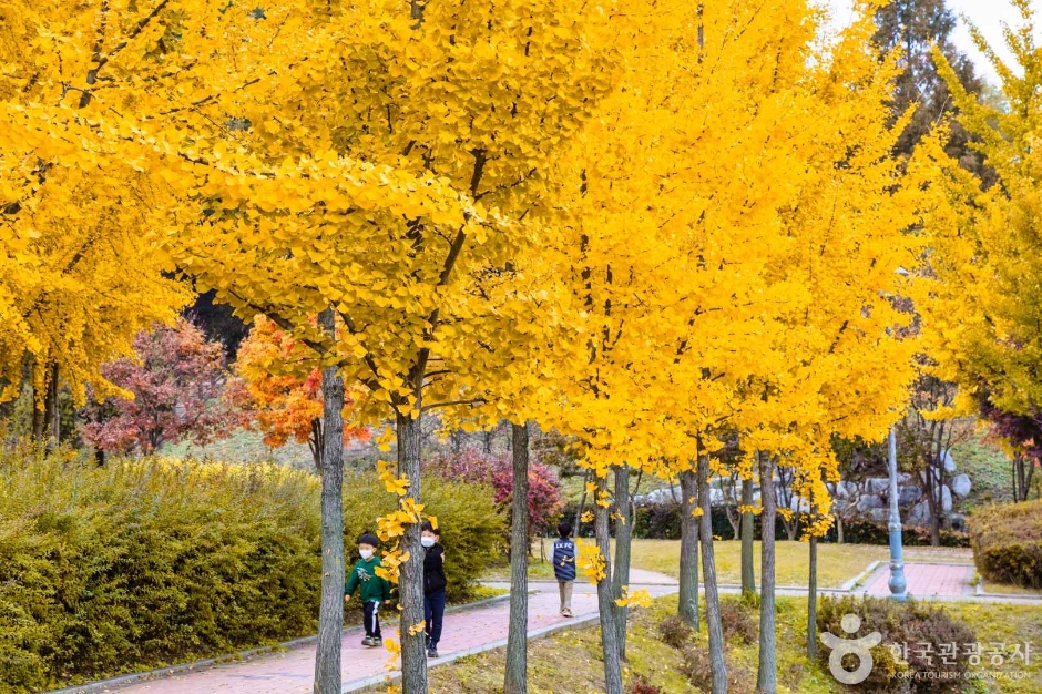 인천_원적산공원 은행나무숲 (3)