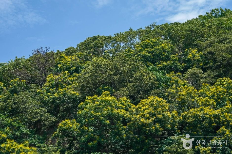 포항 발산리 모감주나무와 병아리꽃나무 군락