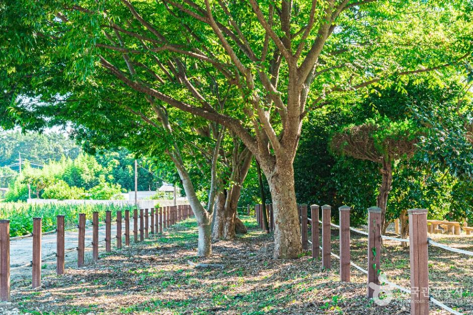 무안 청천리 팽나무와 개서어나무 숲