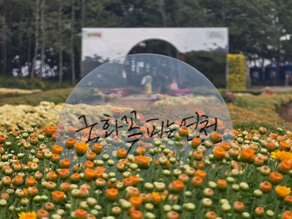 2025 연천 국화축제 2