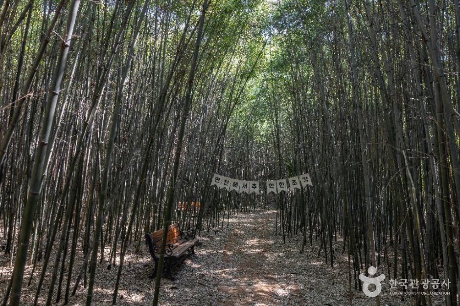 면천읍성 대숲바람길